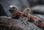 Iguana marină Galapagos