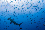 rechini-Galapagos