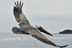 Pasăre-Galapagos (3)