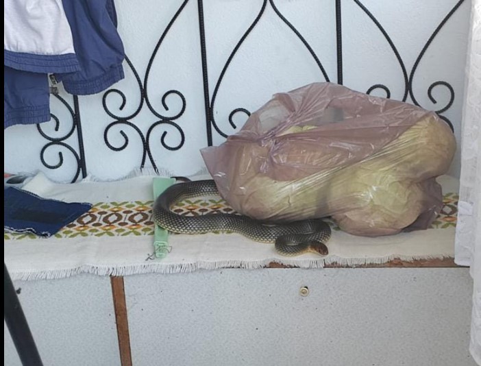 FOTO Momente de panică pentru un bărbat de 68 de ani din Slatina, după ce a găsit un șarpe de 2 metri în casă