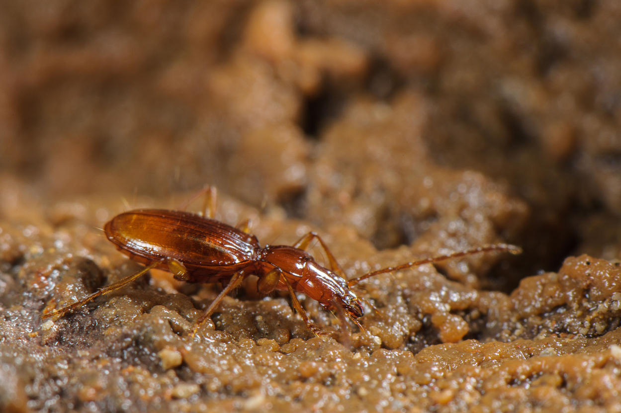 O nouă specie de gândac a fost denumită după Novak Djokovic