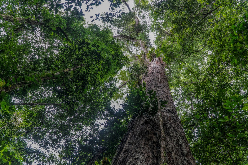 Cel mai înalt arbore din lumea în pădurea amazoniană
