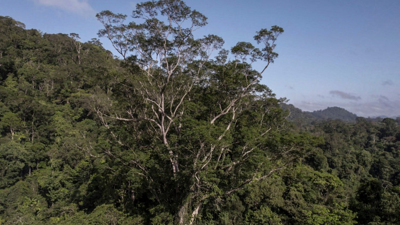 Cel mai înalt arbore din lumea în pădurea amazoniană