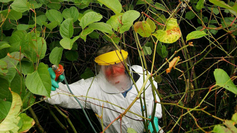 Un om stropește cu chimicale o plantă.