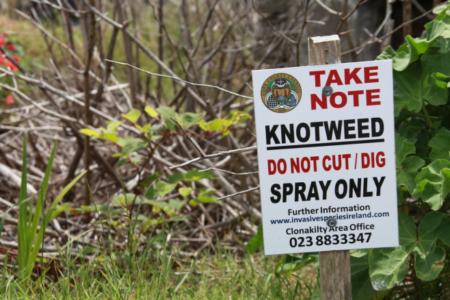 Treated knotweed plants and warning sign in the Republic of Ireland