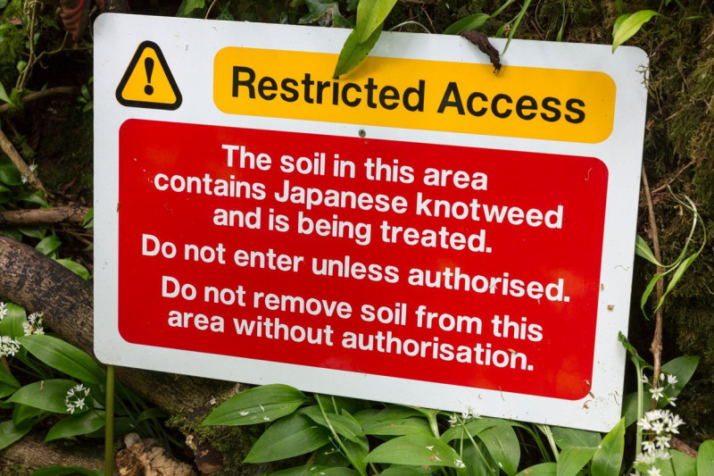 Japanese Knotweed warning sign, Stout Hall, Gower, Wales, UK