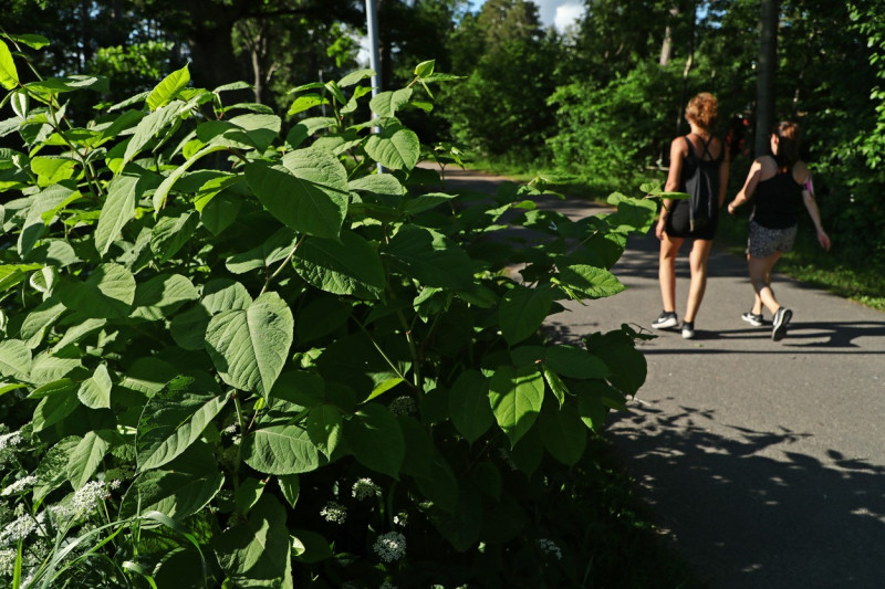 Asian knotweed, Motala, Sweden - 17 Jun 2020