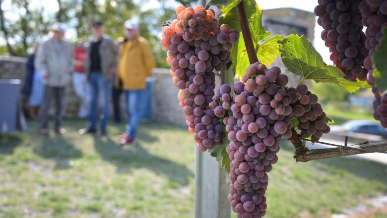 Bernburg, Germany. 21st Sep, 2022. Grapes on the vine. Anhalt University of Applied Sciences invited all wine lovers to its "Waladala" teaching and experimental vineyard for a Federweisser tasting. Credit: Heiko Rebsch/dpa/Alamy Live News