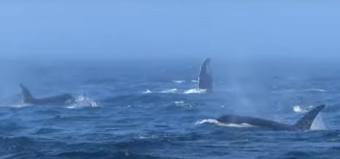"A fost absolut incredibil". Imagini rare de la o confruntare între mai multe orci ucigașe și balene cu cocoașă