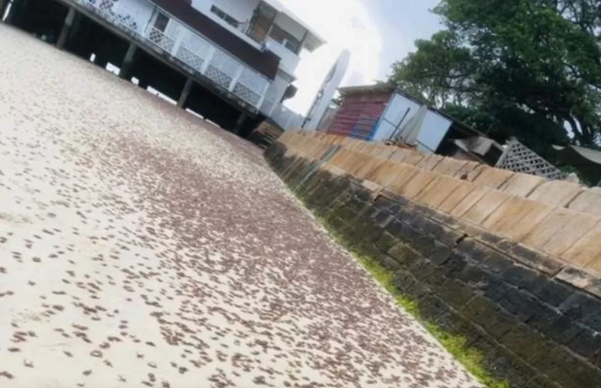 Mii de crabi găsiți morți pe plajele din Zanzibar. Autoritățile au deschis o anchetă