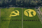 China: Paddy Painting