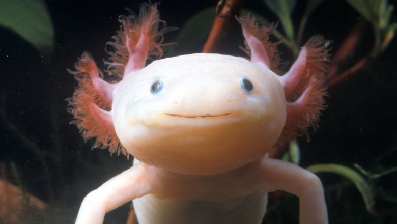 Un axolotl în apă.