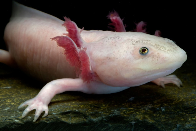 White axolotl (Ambystoma mexicanum) neotenic aquatic salamander leucistic individual captive critically endangered in the wild