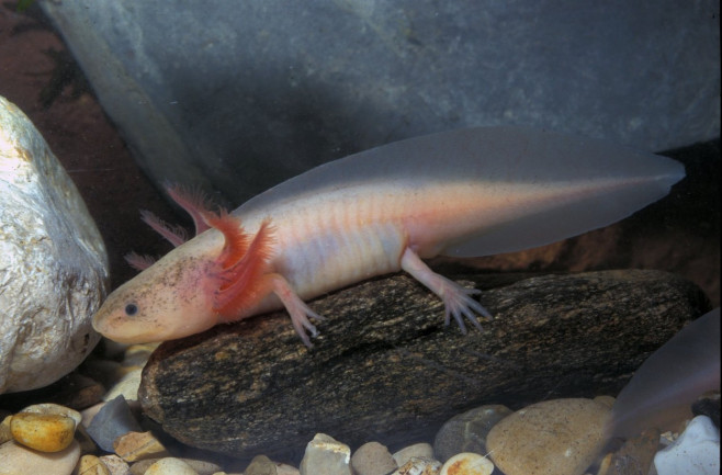 Ambystoma mexicanum, axolotl, albino, larva.