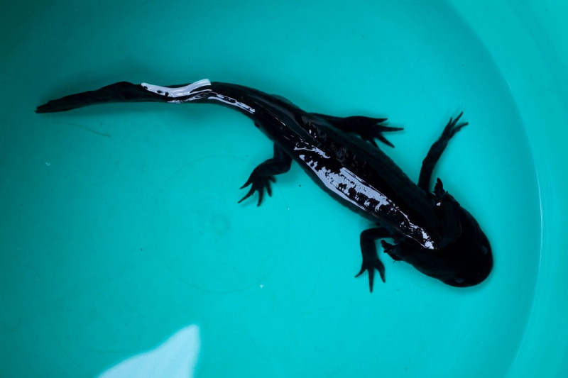 One axolotl, ambystoma mexicanum, a type of salamander stands in a bucket in Xochimilco, Mexico City, January 18, 2009.