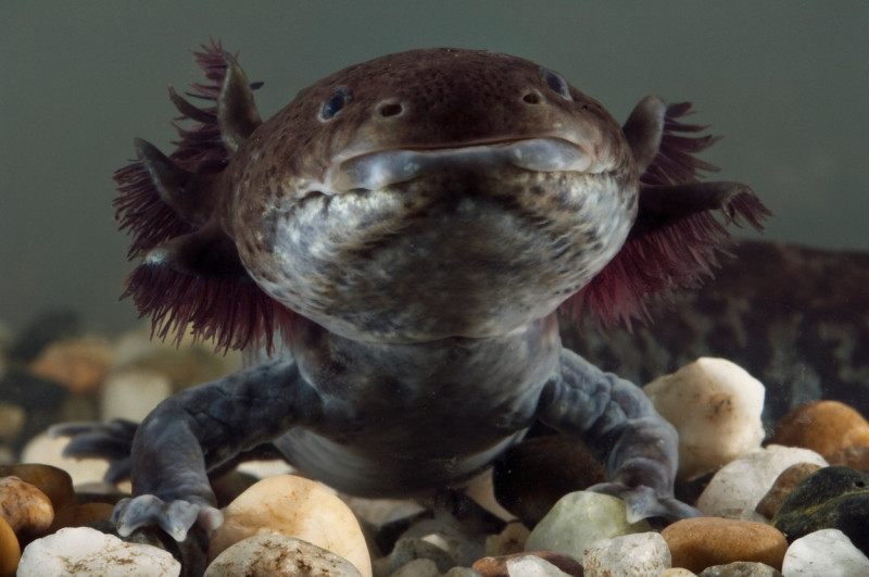 Mexican Axolotl