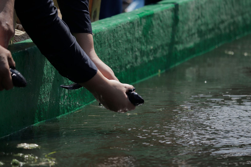 Release Of Ajolotes In Xochimilco, Mexico City - 16 Feb 2022