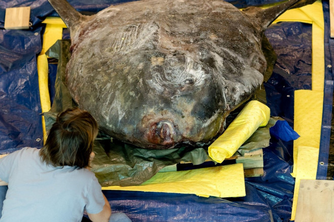 Leiden, Netherlands. 17th Sep, 2022. 2022-09-17 09:49:20 LEIDEN - A frozen sunfish weighing 400 kilograms in the Naturalis nature museum. The animal, almost 2 meters long and 184 centimeters high, washed ashore on Ameland last winter. On Saturday, under t