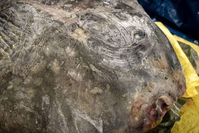 Leiden, Netherlands. 17th Sep, 2022. 2022-09-17 09:41:59 LEIDEN - A frozen sunfish weighing 400 kilograms in the Naturalis nature museum. The animal, almost 2 meters long and 184 centimeters high, washed ashore on Ameland last winter. On Saturday, under t