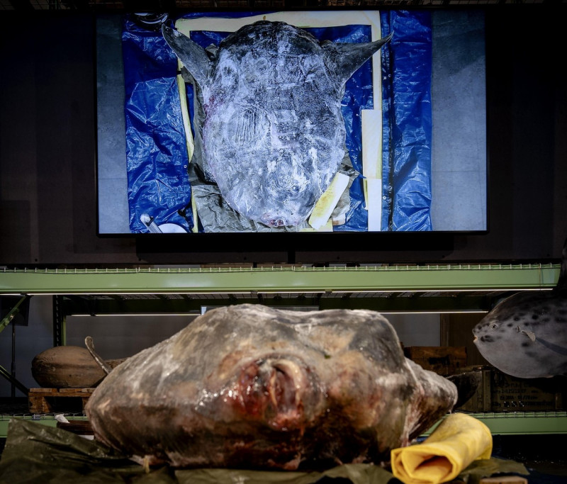 Leiden, Netherlands. 17th Sep, 2022. 2022-09-17 09:41:33 LEIDEN - A frozen sunfish weighing 400 kilograms in the Naturalis nature museum. The animal, almost 2 meters long and 184 centimeters high, washed ashore on Ameland last winter. On Saturday, under t