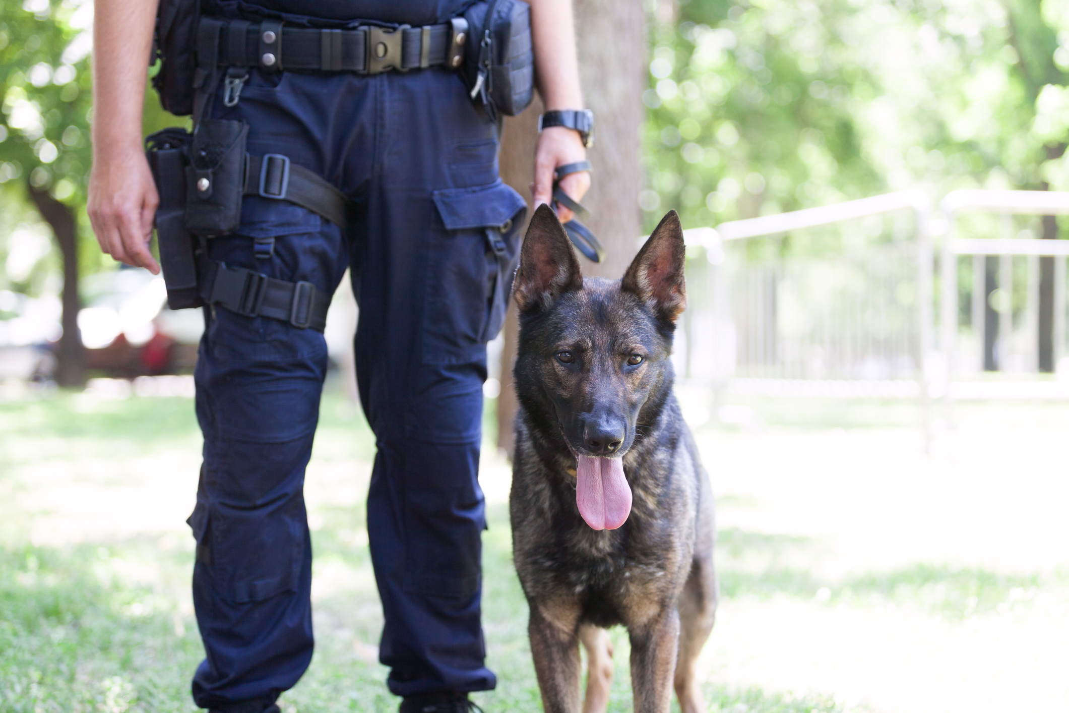 Bărbat arestat după ce a mușcat un câine polițist, în Germania