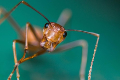 „Furnica electrică”, insecta care poate anihila alte specii şi provoca orbire la animale, depistată în premieră în Franţa