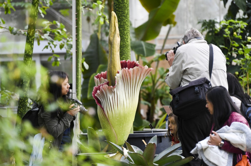 floare cadavru la o grădină botanică din Belgia