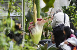 floare cadavru la o grădină botanică din Belgia