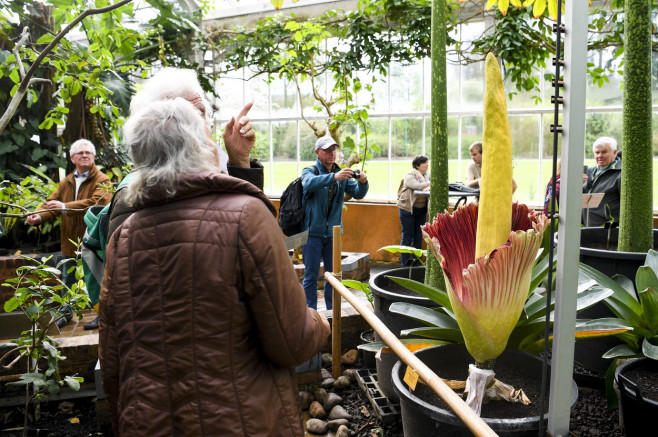 floare cadavru la o grădină botanică din Belgia