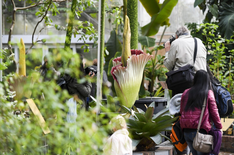 floare cadavru la o grădină botanică din Belgia