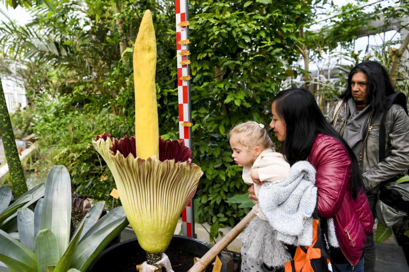 floare cadavru la o grădină botanică din Belgia