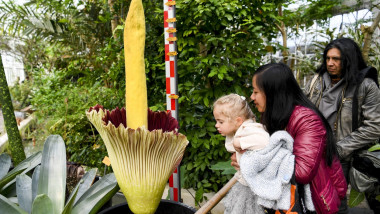 floare cadavru la o grădină botanică din Belgia