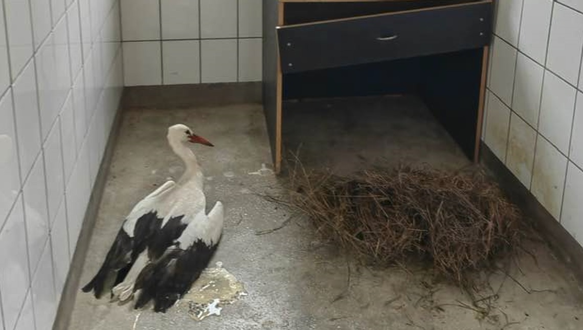 Operațiunea specială "Barza". Cum s-a mobilizat o comună întreagă să salveze o pasăre care a ratat plecarea în țările calde