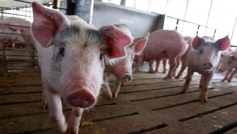 Focar de pestă porcină africană. 39.000 de porci de la o fermă vor fi incinerați