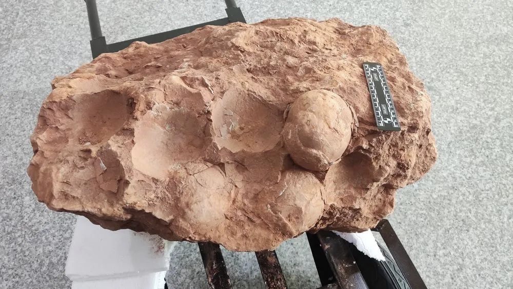 Ouă de dinozaur vechi de 80 de milioane de ani, descoperite în China: Sunt „aproape rotunde şi bine conservate”