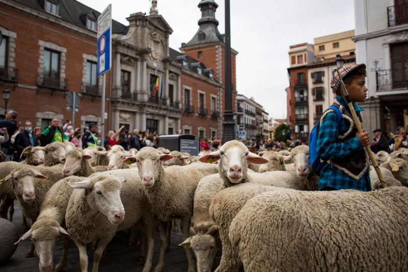 Transhumance festival in Madrid, Spain - 23 Oct 2022