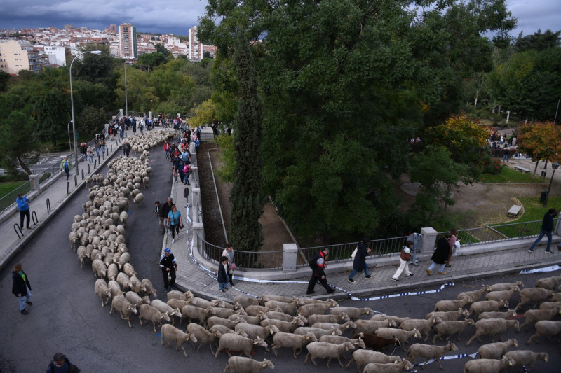 The Feast of the Transhumance returns to the streets of Madrid