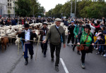 1,200 sheep and 200 goats take Madrid in the XXIX Transhumance Festival