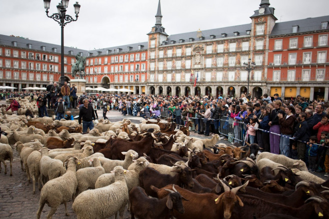 Transhumance festival in Madrid, Spain - 23 Oct 2022