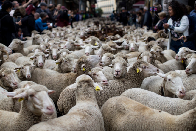 Transhumance festival in Madrid, Spain - 23 Oct 2022