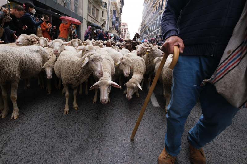 Transhumance Festival in Madrid, Spain - 23 Oct 2022