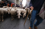 Transhumance Festival in Madrid, Spain - 23 Oct 2022