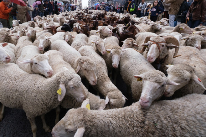 Transhumance Festival in Madrid, Spain - 23 Oct 2022