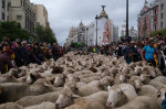 Transhumance Festival in Madrid, Spain - 23 Oct 2022