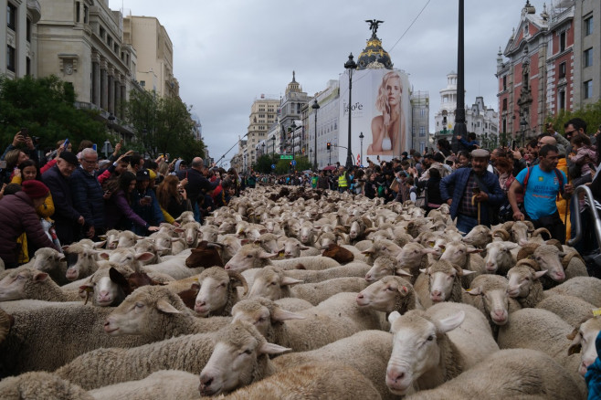 Transhumance Festival in Madrid, Spain - 23 Oct 2022