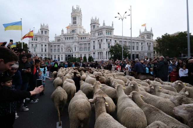 Transhumance Festival in Madrid, Spain - 23 Oct 2022