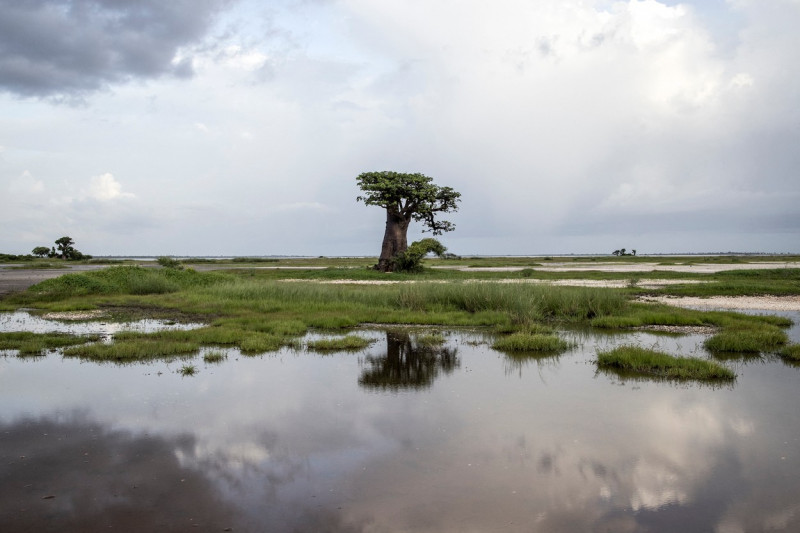 Baobab-Africa