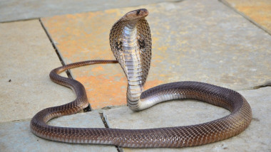Cobra reglală liberă, pe jos