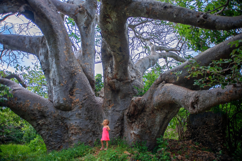 Baobab Kenya