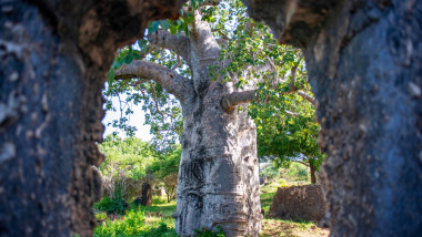 Baobab în Kenya